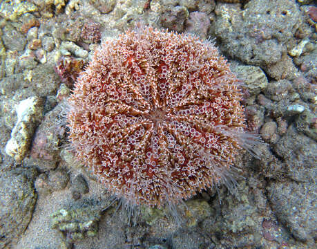 Image of Flower urchin