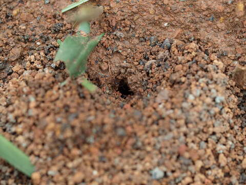 Image of Leaf-cutter ant