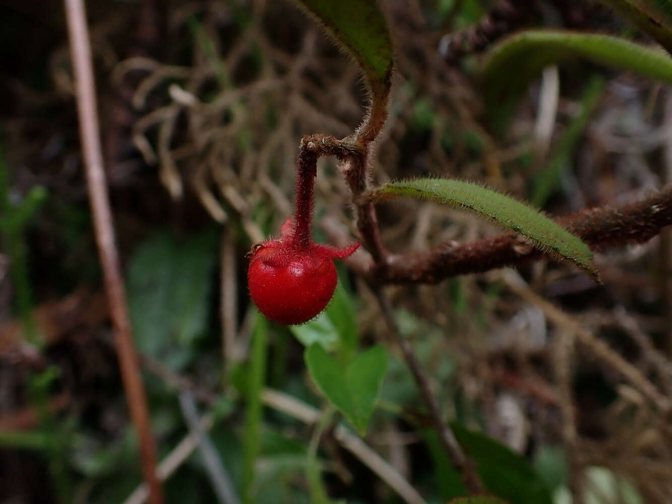 Image of Ardisia villosa Roxb.