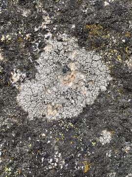 Image of rim lichen