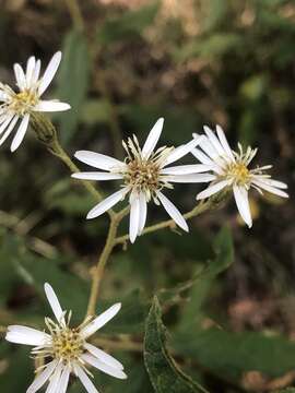 Image of Olearia nernstii F. Müll.