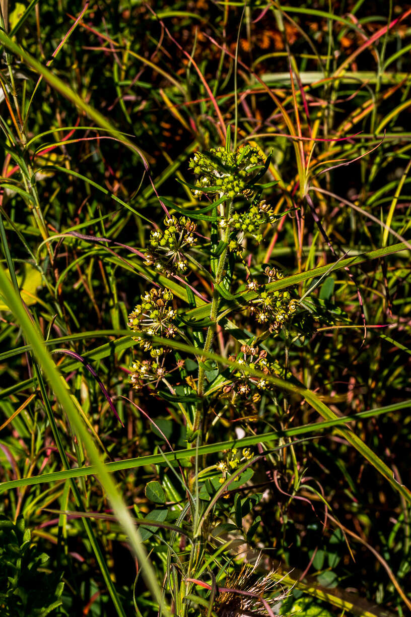 Image of Schizoglossum bidens E. Mey.