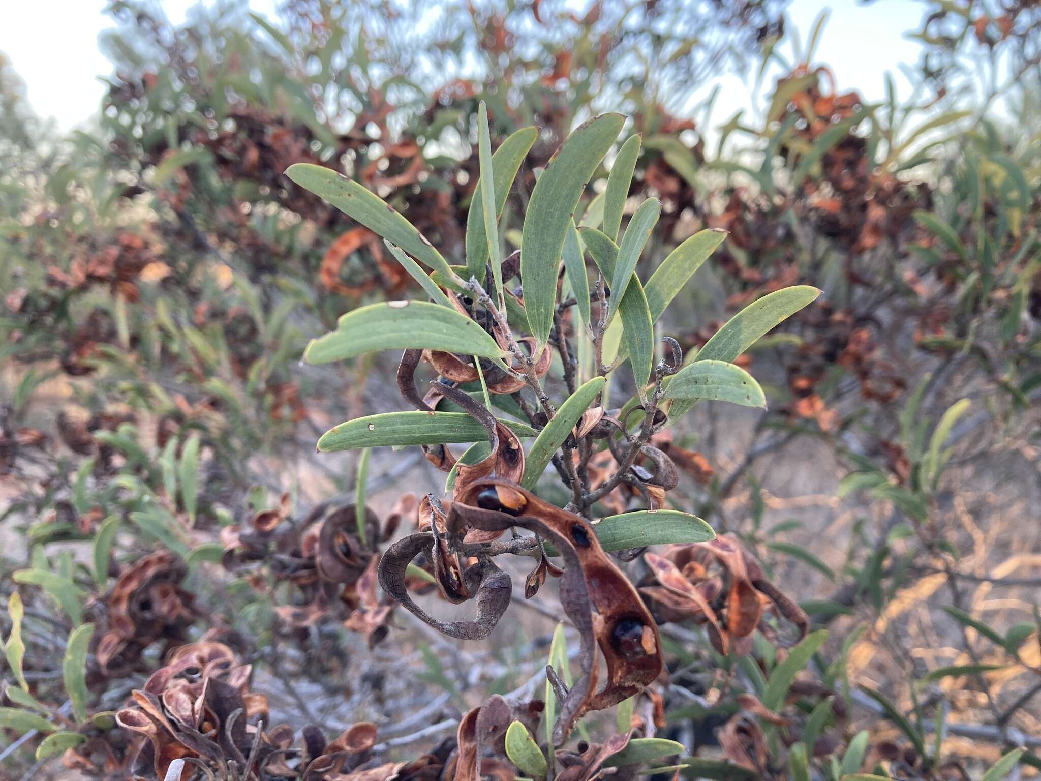 Sivun Acacia oswaldii F. Muell. kuva