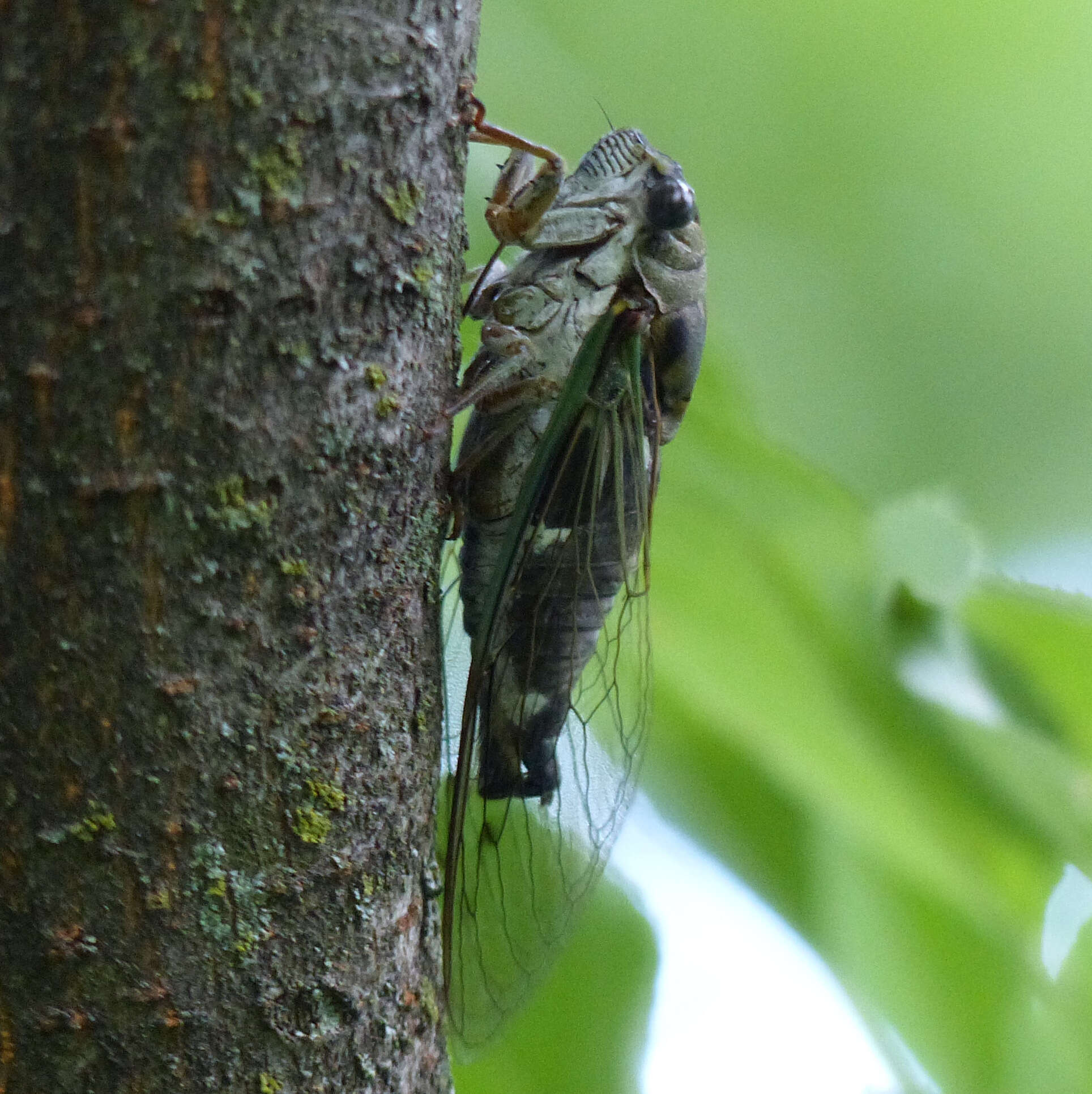 Image of Neotibicen pruinosus (Say 1825)