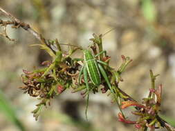 Sivun Odontura (Odonturella) aspericauda Rambur 1838 kuva