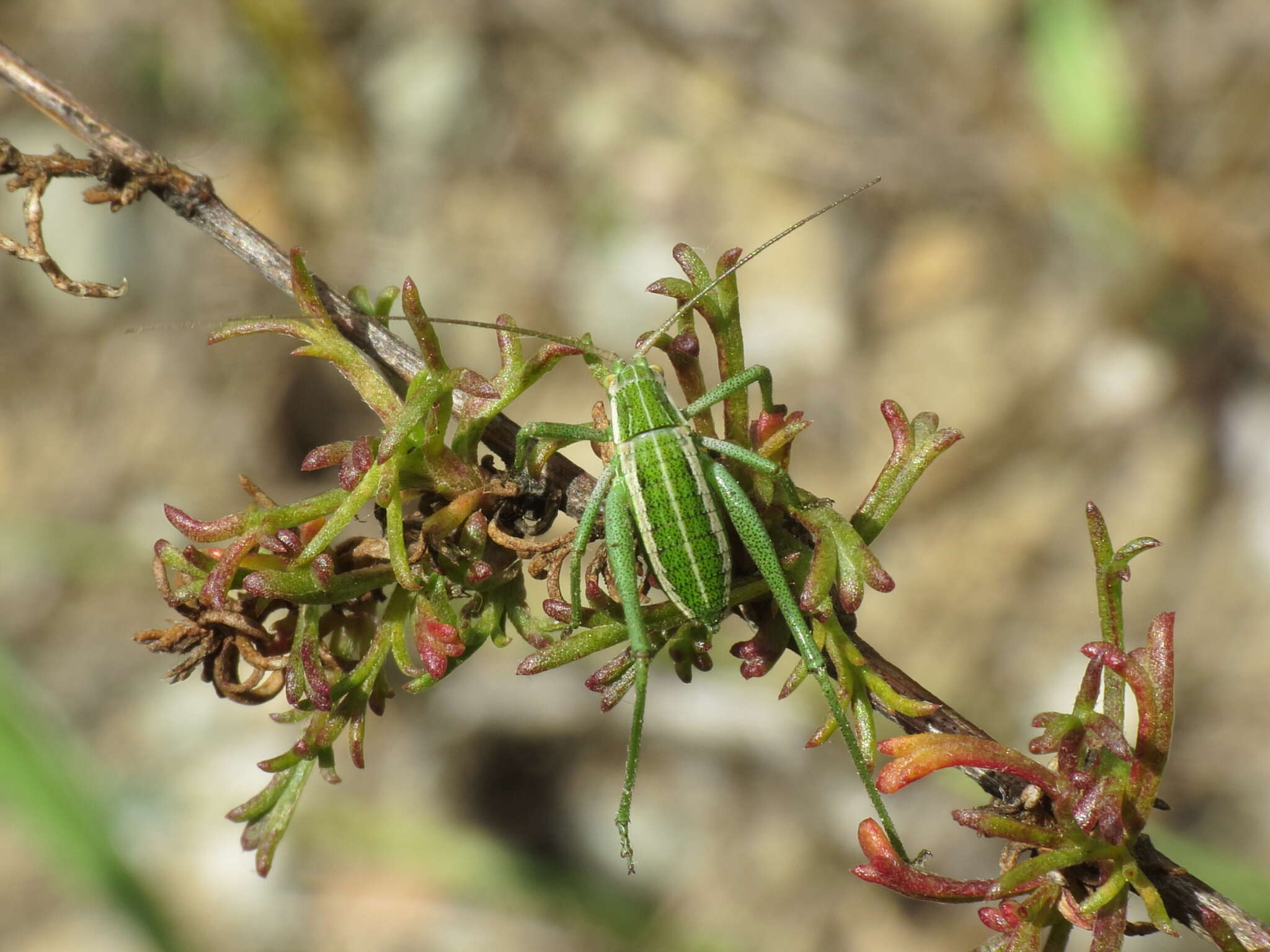 Imagem de Odontura (Odonturella) aspericauda Rambur 1838