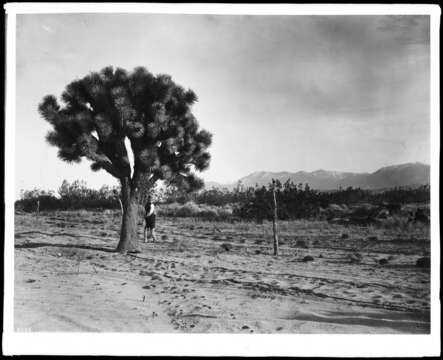 Слика од Yucca brevifolia Engelm.