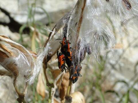 Image de Oncopeltus (Erythrischius) fasciatus (Dallas & W. S. 1852)