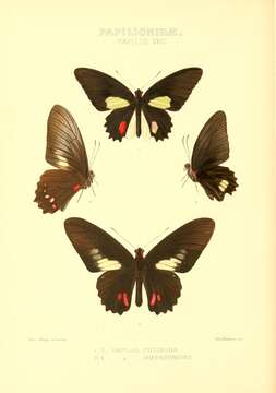 Image of Papilio hyppason Cramer (1775)