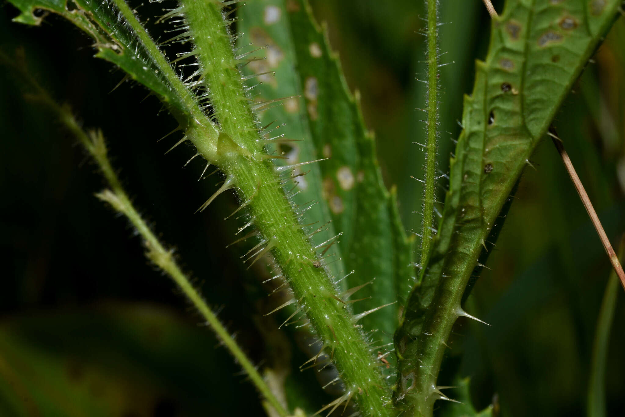 Image of Caperonia linearifolia A. St.-Hil.