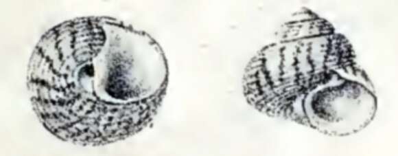 Image of Steromphala pennanti (Philippi 1846)