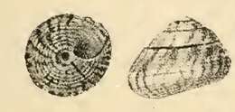 Image of Steromphala pennanti (Philippi 1846)