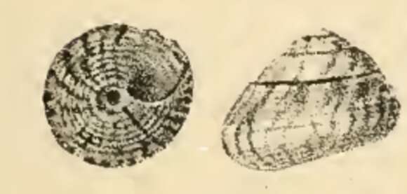 Image of Steromphala pennanti (Philippi 1846)