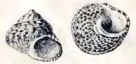 Image of Steromphala pennanti (Philippi 1846)