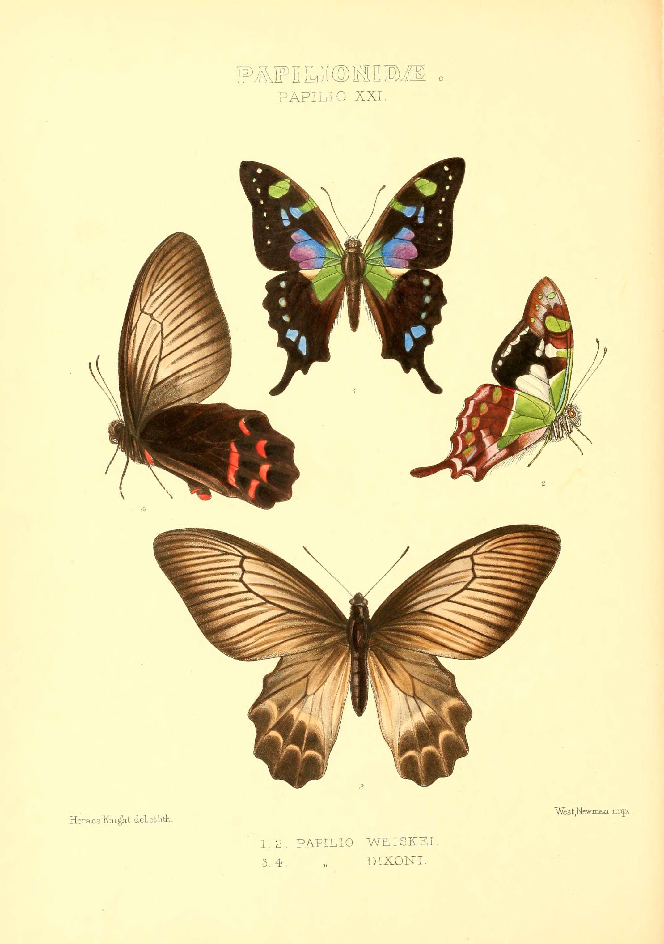 Image of Graphium weiskei (Ribbe 1900)