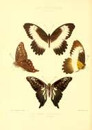 Image de Graphium mendana (Godman & Salvin 1888)