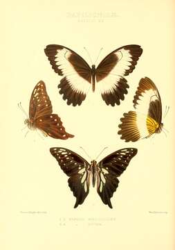 Image of Graphium mendana (Godman & Salvin 1888)