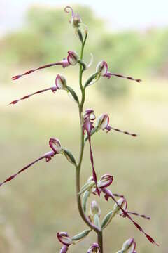 Image of Himantoglossum