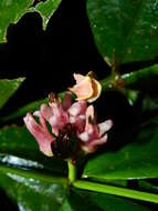 Imagem de Tabernaemontana macrocalyx Müll. Arg.