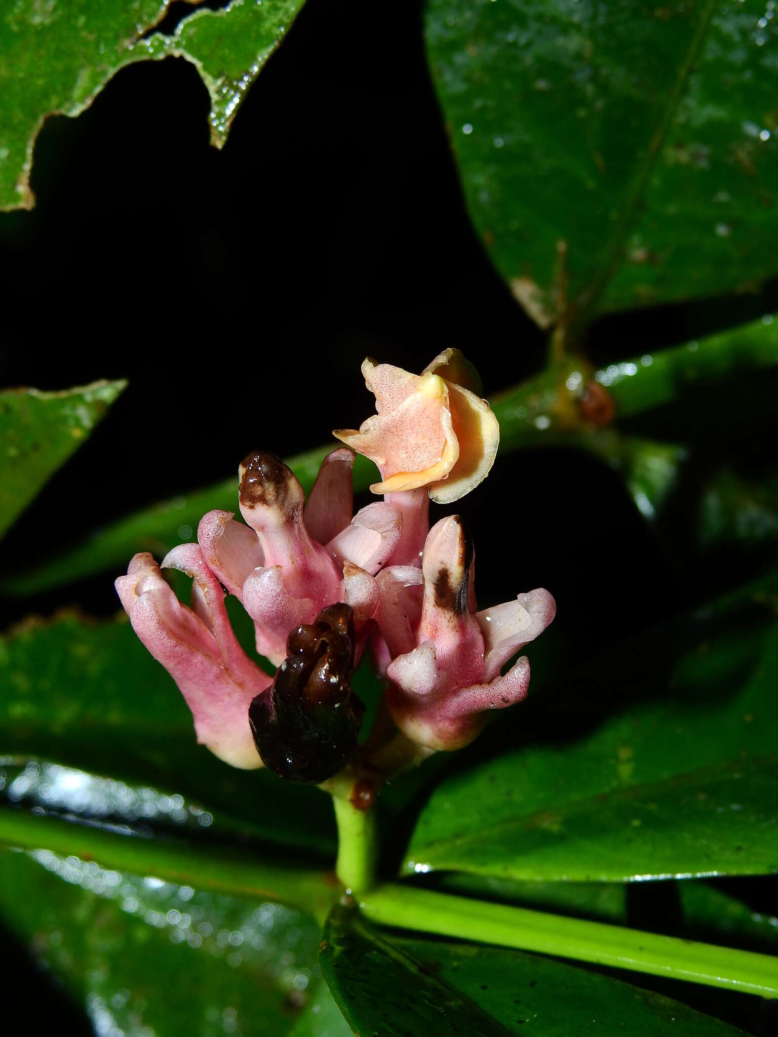 Sivun Tabernaemontana macrocalyx Müll. Arg. kuva