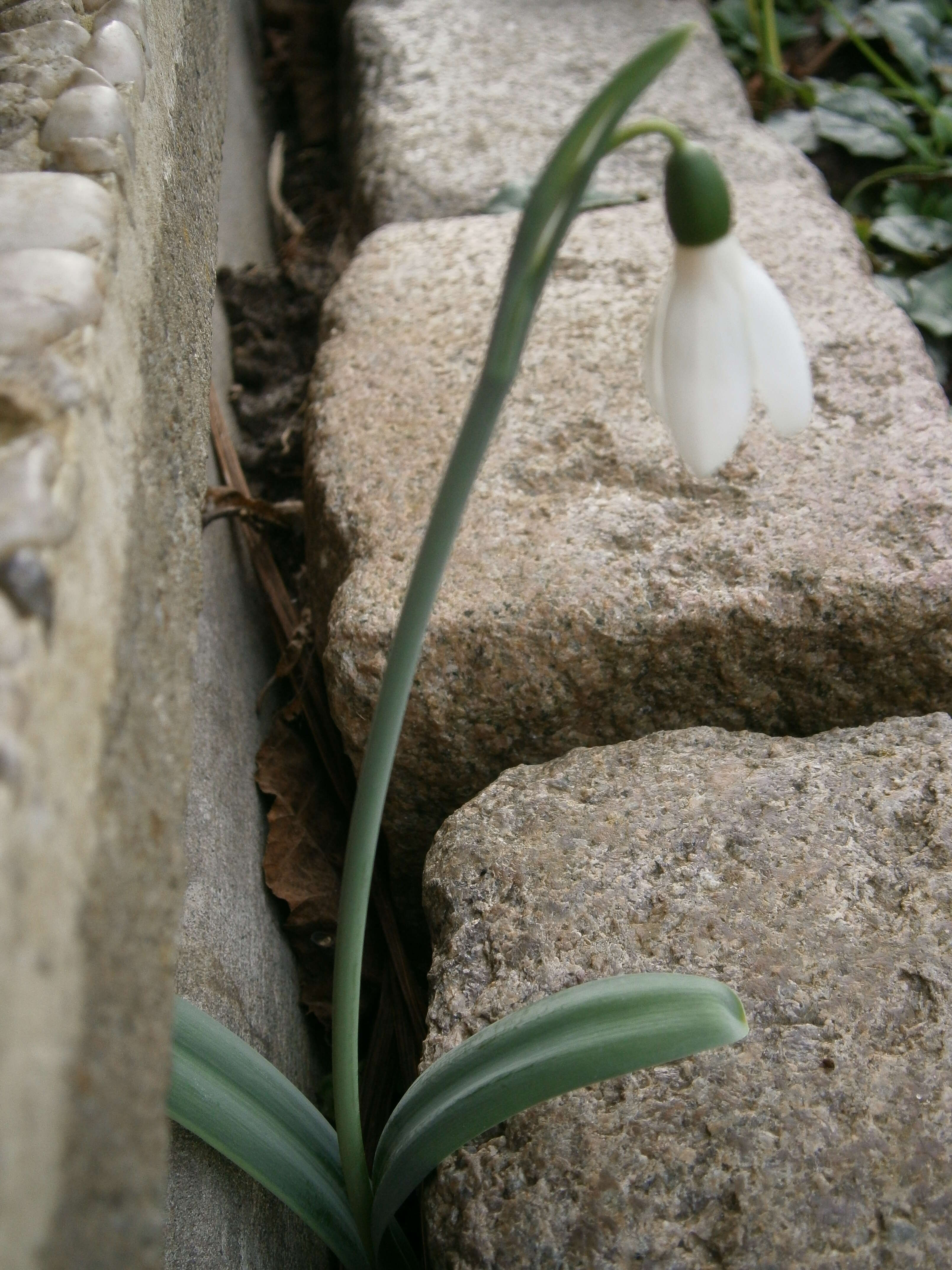 Image of giant snowdrop