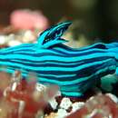 Image of Endemic Galapagos blue slug