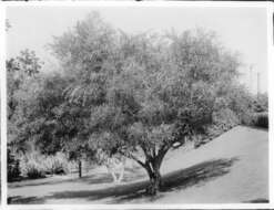 Image of orange wattle