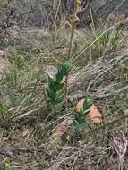 Plancia ëd Linaria dalmatica subsp. dalmatica