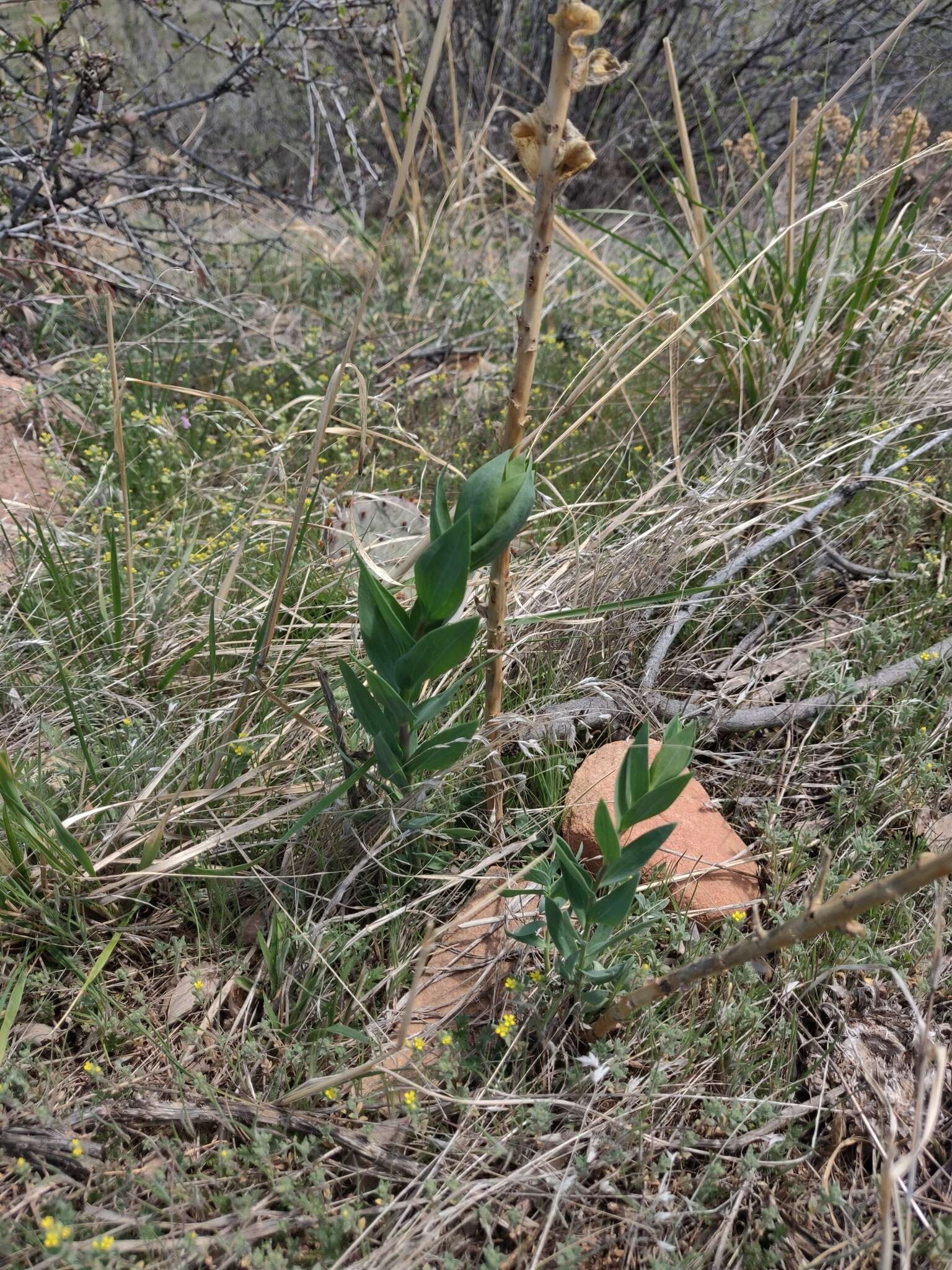 Plancia ëd Linaria dalmatica subsp. dalmatica