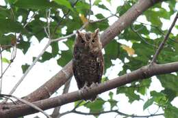 Image of Sulawesi Scops Owl