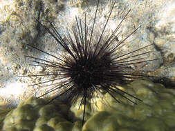 Image of Banded diadem urchin