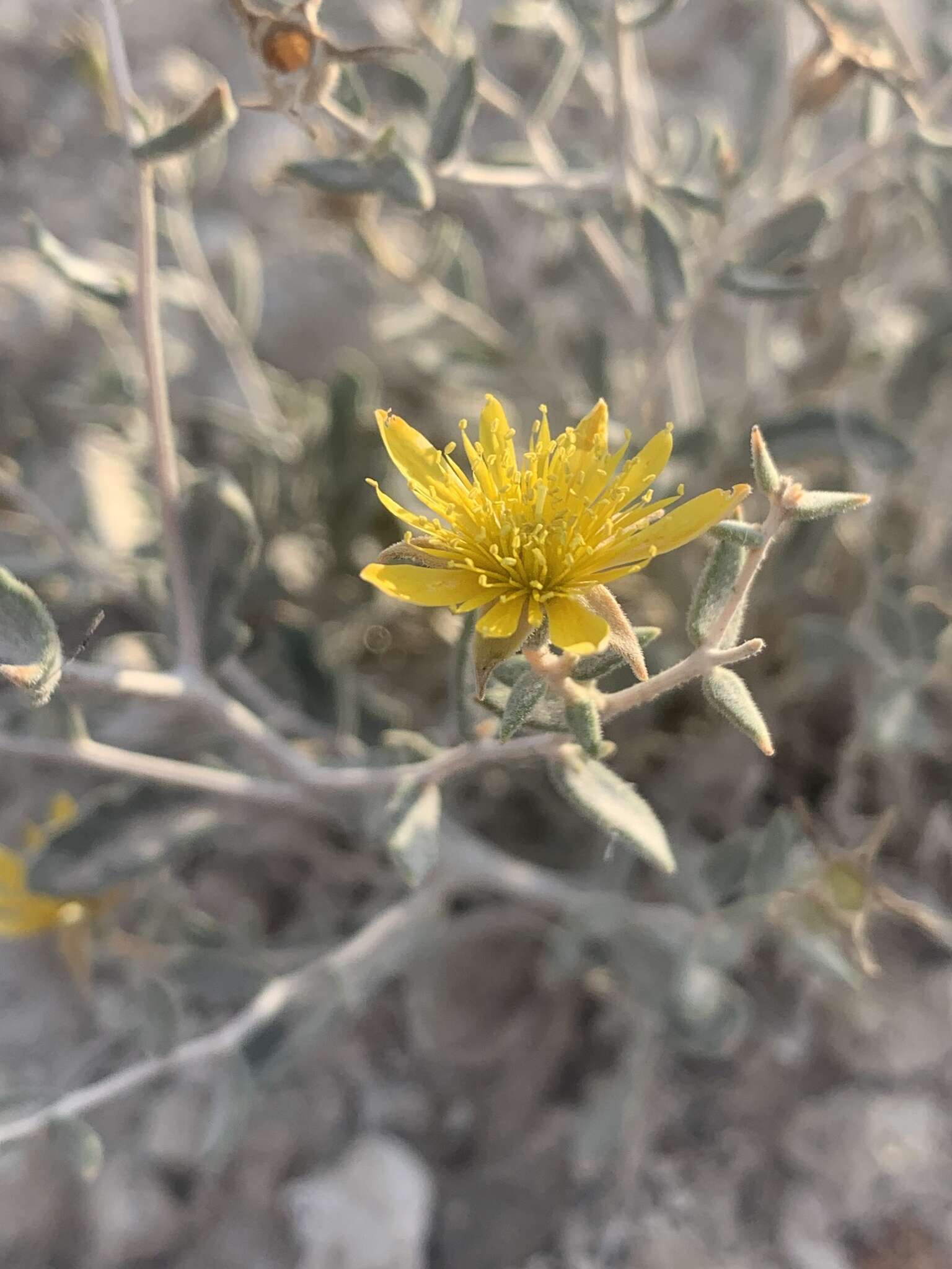 Image of Tiehm's blazing star