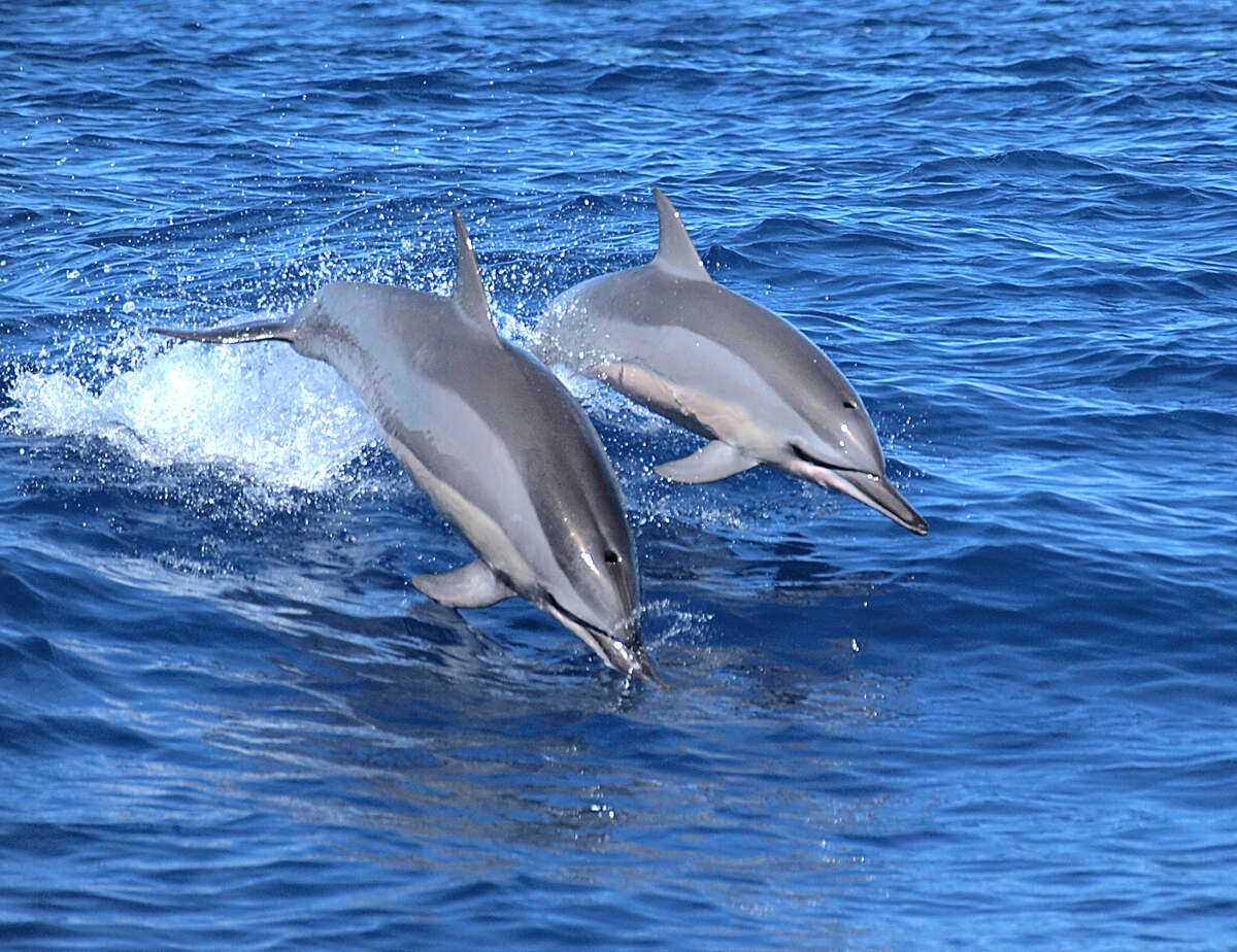 Image of Long-beaked Dolphin