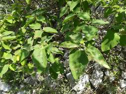 Image de Cordia boissieri A. DC.