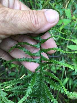 Image of ebony spleenwort