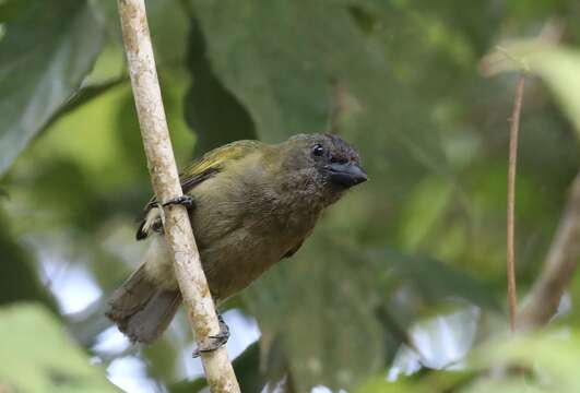 Image of Green Barbet