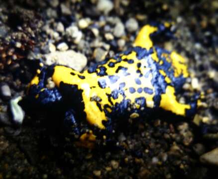 Image of Appenine Yellow-bellied Toad