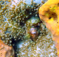 Image of Erythropodium hicksoni (Utinomi 1971)