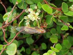 Image of sand dune cicada