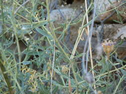 Image of Arrost's baby's-breath
