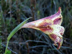 Imagem de Gladiolus maculatus Sweet