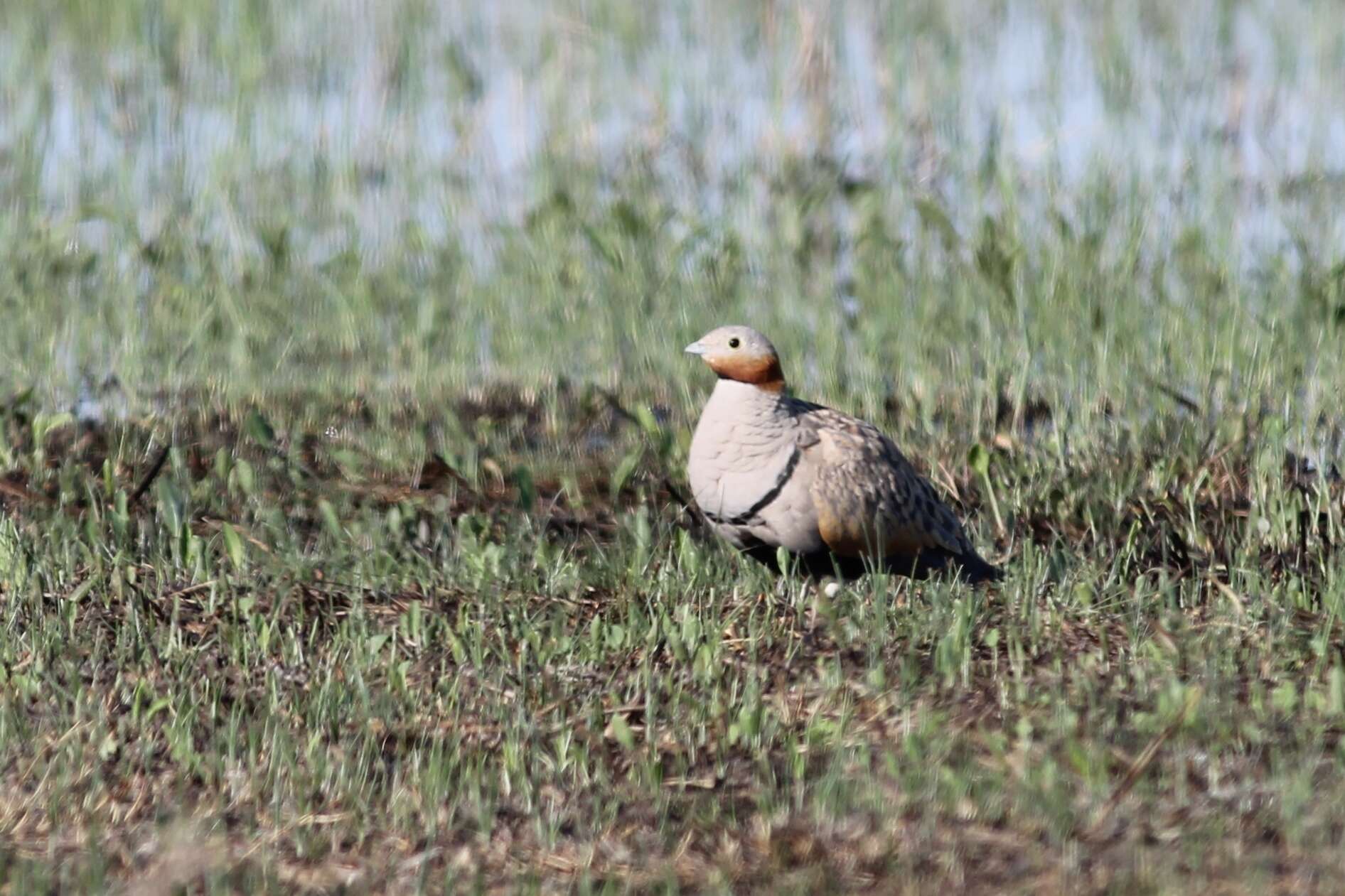 Image of Black-bellied Sandgrouse