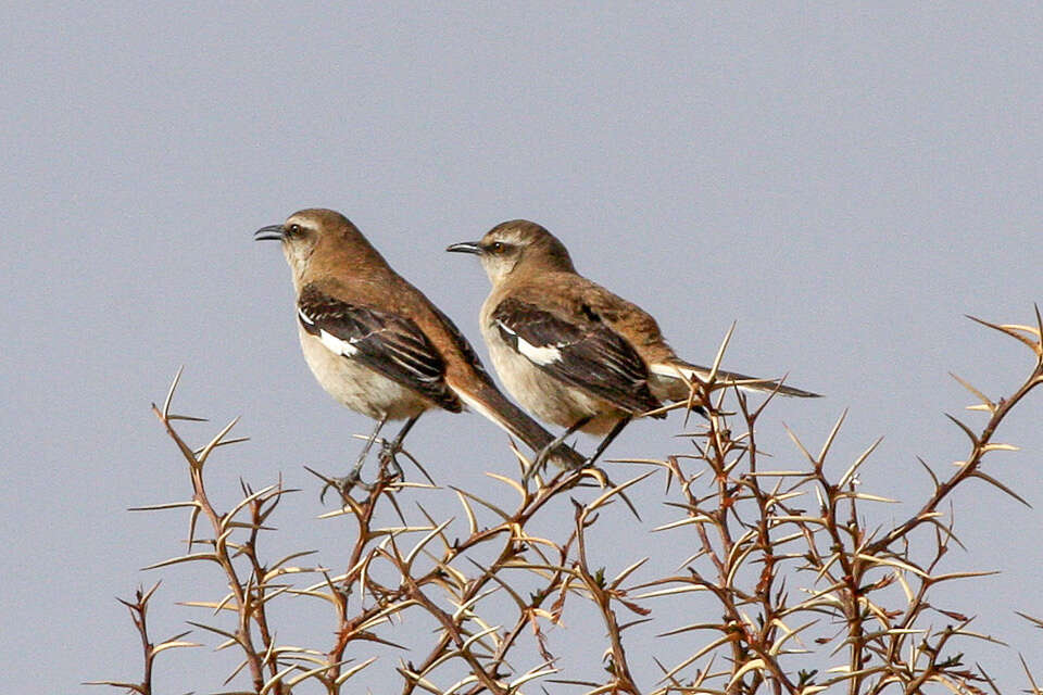 Image of Brown-backed Mockingbird