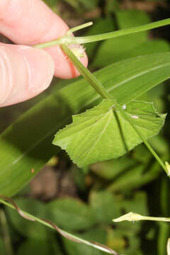 Image of Cyclanthera carthagenensis (Jacq.) H. Schaef. & S. S. Renner