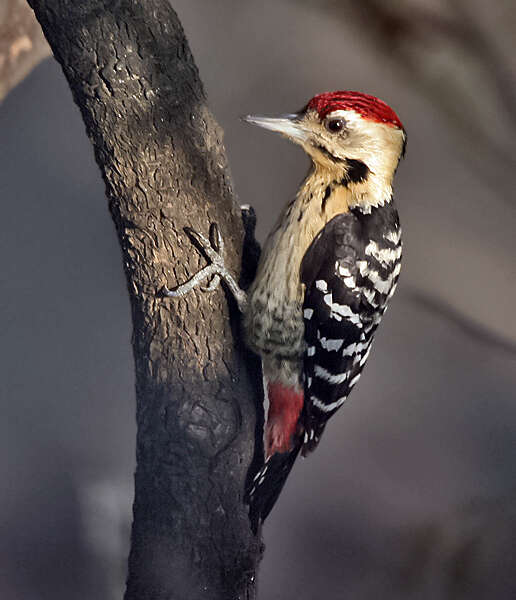 Image of Fulvous-breasted Woodpecker