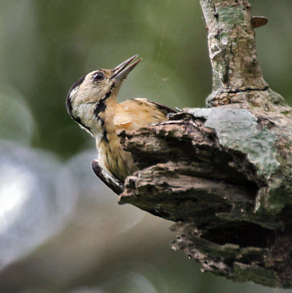 Image of Fulvous-breasted Woodpecker