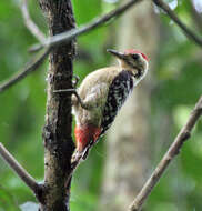 Image of Fulvous-breasted Woodpecker