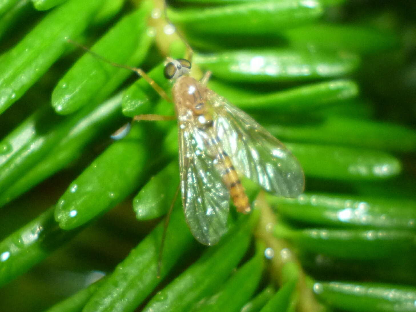 Image of Rhagio gracilis (Johnson 1912)