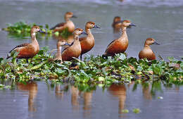 Image of Lesser Whistling Duck