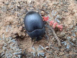 Image of Eusattus robustus Le Conte 1866